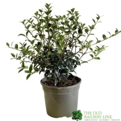 Osmanthus Burkwoodii Plant 3Ltr Pot