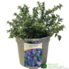 Ceanothus 'Blue Mound' Californian Lilac 3Ltr Pot