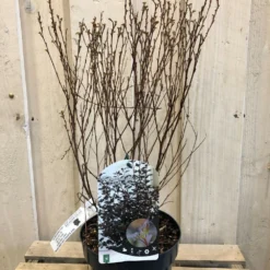 Physocarpus Opulifolius 'Little Joker' Ninebark Plant 3Ltr Pot -Hush Arbor Sales 5019756959734