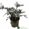 Sambucus Nigra 'Black Lace' Plant 3Ltr