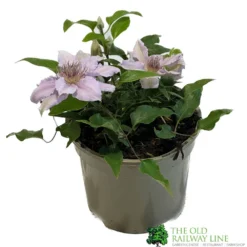 Clematis 'Filigree' Climbing Plant 2Ltr Pot