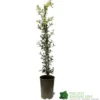 Ceanothus 'Lemon And Lime' Plant 3Ltr Pot