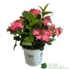 Hydrangea 'Strawrberry And Cream' 5 Ltr Pot