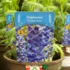 Delphinium Paramo 'Azul' 2Ltr Pot