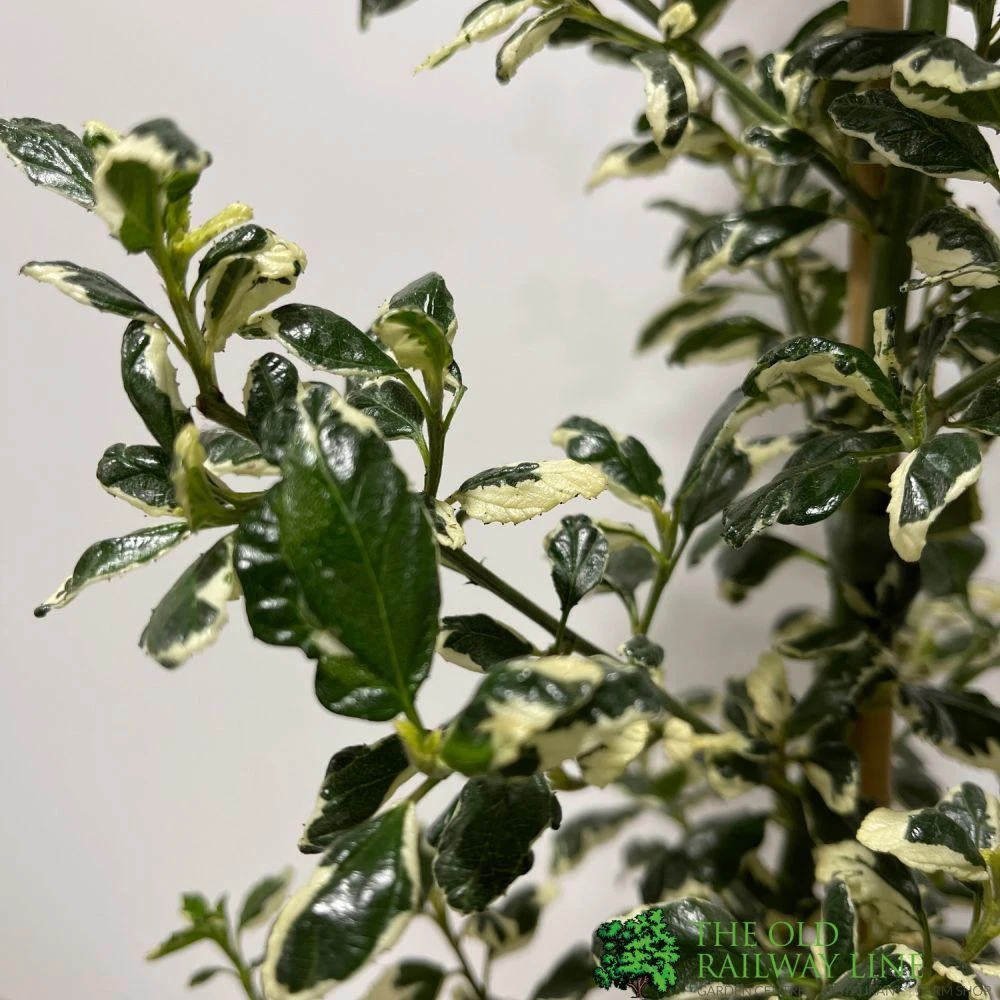 Ceanothus 'Silver Surprise' Plant 3Ltr Pot 2 Ceanothus 'Silver Surprise' Plant 3Ltr Pot - Image 2