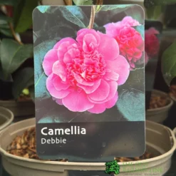 Camellia 'Debbie' 3Ltr Pot
