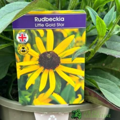 Rudbeckia 'Little Gold Star' 3Ltr Pot