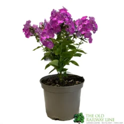 Phlox 'Famous Purple' 3Ltr Pot