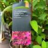 Hydrangea Paniculata 'Pinky Promise' 5Ltr Pot