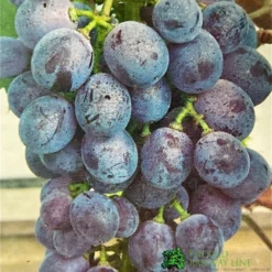 Grape 'Black Hamburg' 3Ltr Pot