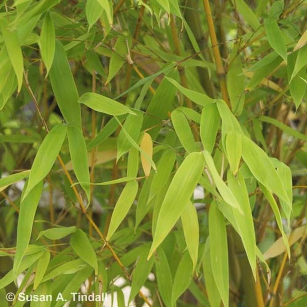 Phyllostachys 'Aurea' Bamboo Plant 2m Tall (IT) 1 Phyllostachys 'Aurea' Bamboo Plant 2m Tall (IT)