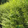 Ligustrum Ovalifolium 'Aureum' Privet 80cm Tall (IT)