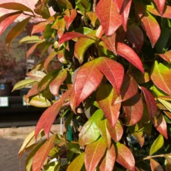 Trachelospermum Jasminoides Arch Trained Jasmine Climber 18Ltr Pot -Hush Arbor Sales 5021768019641 2