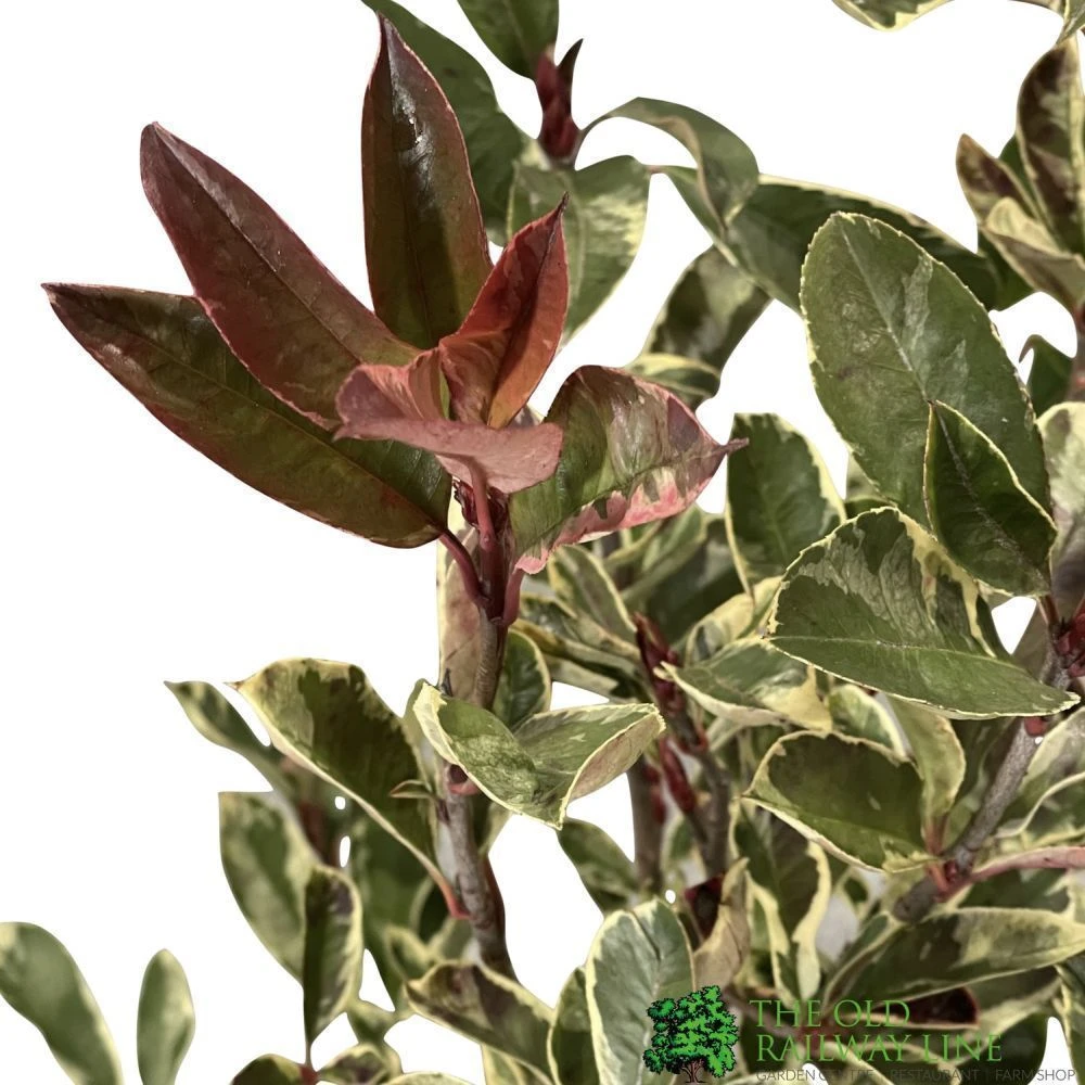 Photinia X Fraseri 'Pink Marble' Plant 80cm Tall (IT) 2 Photinia X Fraseri 'Pink Marble' Plant 80cm Tall (IT) - Image 2