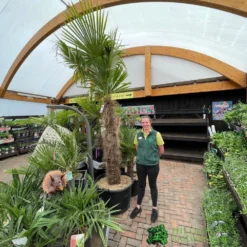 Trachycarpus Fortunei Chusan Palm Tree 3m Tall -Hush Arbor Sales 5021768025277 3