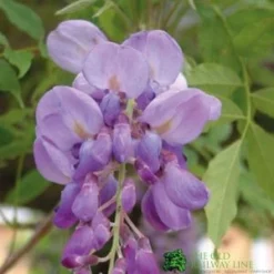 Wisteria Sinensis Climber 1.8m Tall (IT)