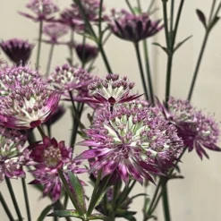 Astrantia 'Star Of Love' Plant 3 Ltr -Hush Arbor Sales 5021768072080 3