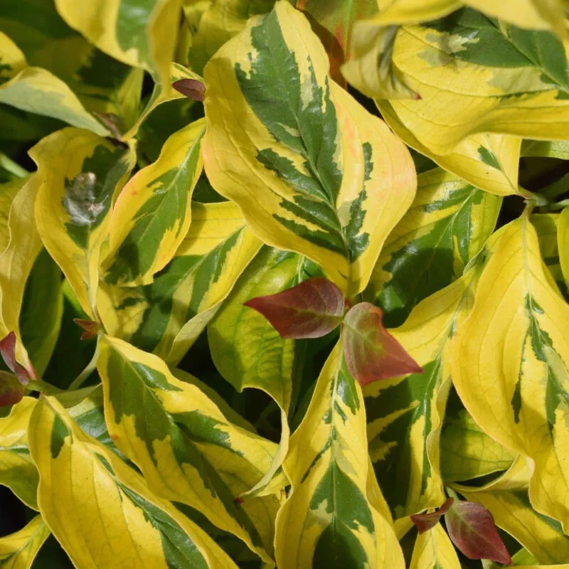 Cornus Florida 'Rainbow' Flowering Dogwood 10Ltr Pot 1 Cornus Florida 'Rainbow' Flowering Dogwood 10Ltr Pot