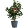 Ilex 'Nellie R.Stevens' Female Holly Bush 10Ltr Pot