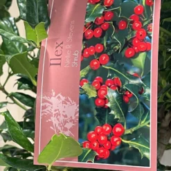 Ilex 'Nellie R.Stevens' Female Holly Bush 10Ltr Pot -Hush Arbor Sales 5021768084373 3