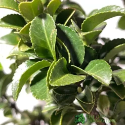 Euonymus Japonicus 'Benkomasaki' 40cm Tall (IT) -Hush Arbor Sales 5021768087787 3