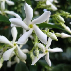 Trachelospermum Jasminoides 'Star Jasmine' Tripod Climber 120cm Tall (IT) -Hush Arbor Sales 5021768087930 2 e192d392 7a65 4b82 b30c 4daa1dd0ffc3