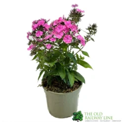 Phlox 'Sweet Summer Rose' 3Ltr Pot