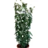 Jasminum Officinale 'Clotted Cream' Jasmine Climber On Trellis 20 Ltr Pot