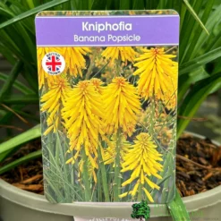 Kniphofia 'Banana Popsicle' 3Ltr Pot