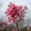 Viburnum Bodnantense 'Dawn' Plant 10Ltr