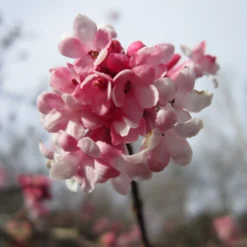 Viburnum Bodnantense 'Dawn' Plant 10Ltr