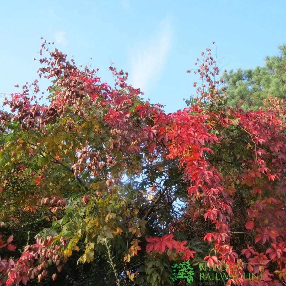 Parthenocissus Quinquefolia Virginia Creeper Climber 20 Ltr Pot 2 Parthenocissus Quinquefolia Virginia Creeper Climber 20 Ltr Pot - Image 2