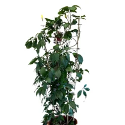 Parthenocissus Quinquefolia Virginia Creeper Climber 20 Ltr Pot