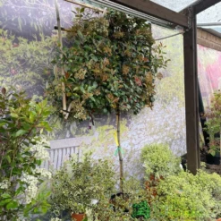 Photinia X Fraseri 'Red Robin' Pleached Form 2m Tall -Hush Arbor Sales 5021768148341 3