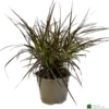 Pennisetum 'Chelsea' 2Ltr Pot
