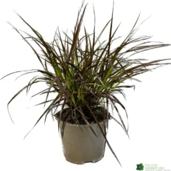 Pennisetum 'Chelsea' 2Ltr Pot