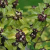 Pittosporum 'Tenuifolium' 3Ltr Pot