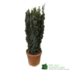 Taxus Baccata 'David' Yew Tree 1m Tall (IT)