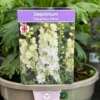 Delphinium 'Delgenius Neva' 3Ltr Pot