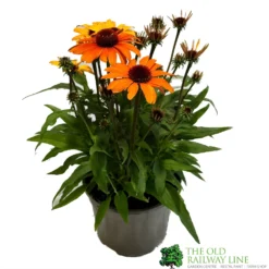Echinacea 'Sunseekers Clementine' 3Ltr Pot
