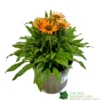 Echinacea 'Prima Saffron' 3Ltr Pot