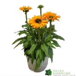 Echinacea 'Sunseekers Mineola' 3Ltr Pot