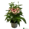 Echinacea 'Pollynation Orange Red' 3Ltr Pot