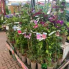 Clematis 'Summer Hybrids' Mixed Variety 2Ltr Pot