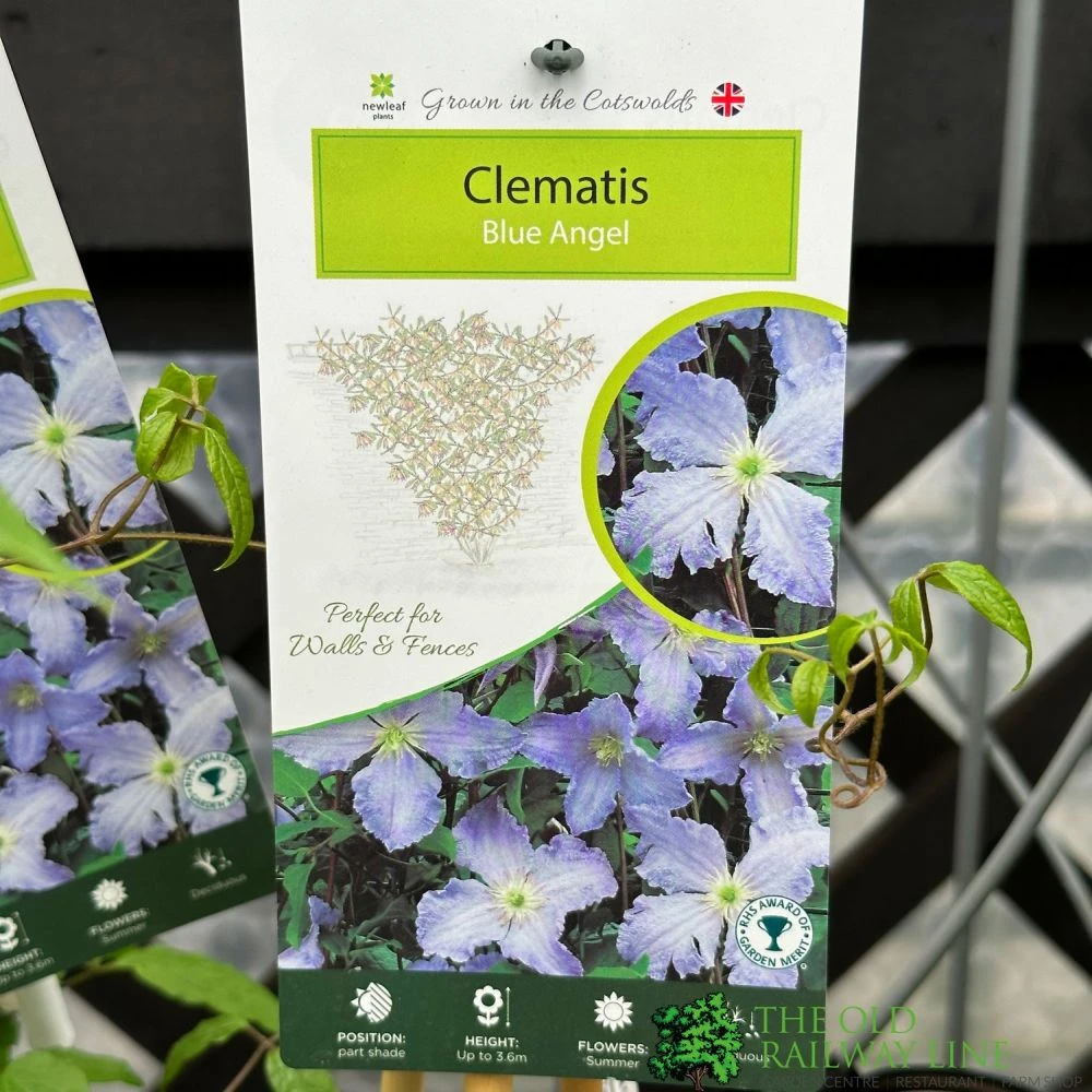 Clematis 'Blue Angel' Climber 2Ltr Pot 1 Clematis 'Blue Angel' Climber 2Ltr Pot