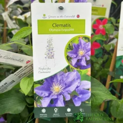 Clematis 'Olympia' Climber 3Ltr Pot