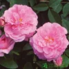 David Austin 'The Mayflower' Pink English Rose 6Ltr Pot