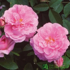 David Austin 'The Mayflower' Pink English Rose 6Ltr Pot