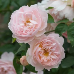 David Austin 'Gentle Hermione' Pink English Rose 6Ltr Pot -Hush Arbor Sales 5031825016971 3