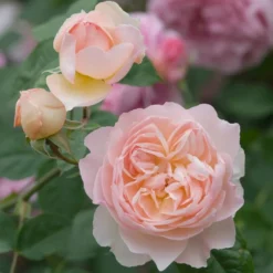 David Austin 'Gentle Hermione' Pink English Rose 6Ltr Pot -Hush Arbor Sales 5031825016971 4
